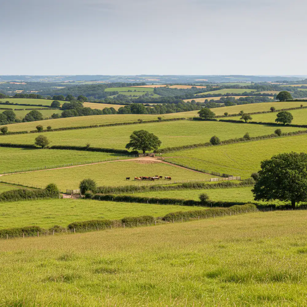 Wide view of green divided pastures used for rotational farming